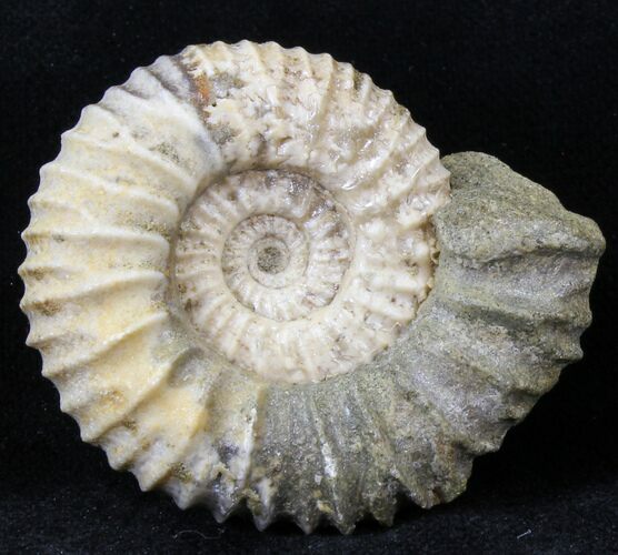 Pavlovia Ammonite With Fossil Oyster - Russia #29733